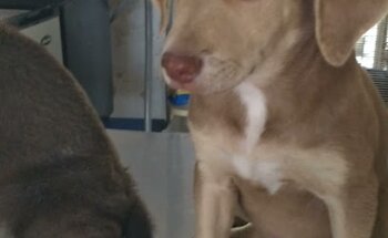 Veterinaria Laika.