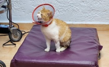 Veterinaria Cohfyp