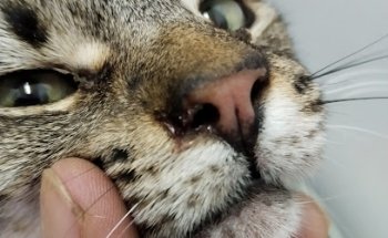 Patazul Veterinaria