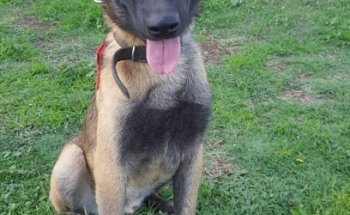 VETERINARIA