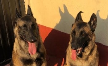 Veterinaria Dogs