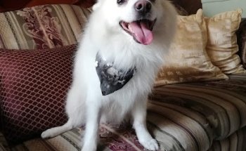 Grooming spa Canino