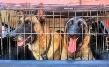 Clínica Veterinaria Alba Roja