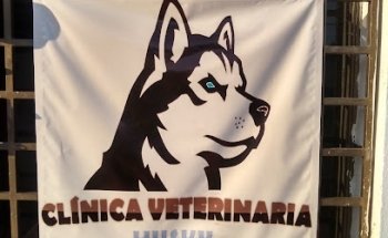 Veterinaria Husky
