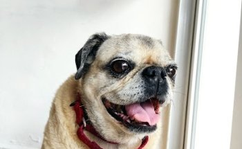 KEperro