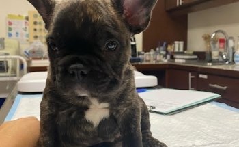 Cabo Pet Hospital