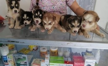 Veterinaria ABCE