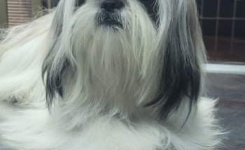 Veterinaria Pelos
