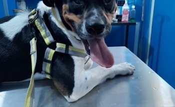 Veterinaria Dr. Dog