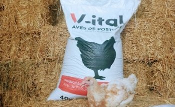 VETERINARIA REGIONAL