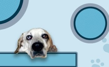 Clinica veterinaria SISU