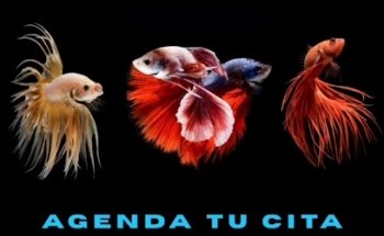 SOS Veterinaria