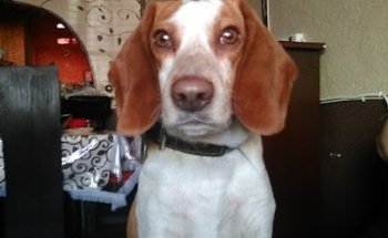 Veterinaria