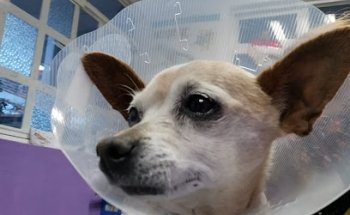Veterinaria Andy Pet´s
