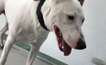CLINICA VETERINARIA