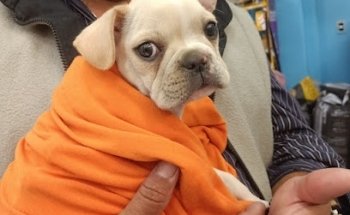 Doggy Center