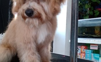 Veterinaria