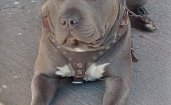 Veterinaria Fara