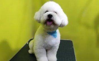 More pets