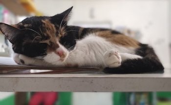 Clinica Veterinaria