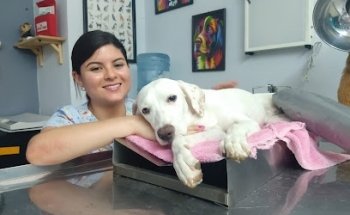 AMIPETS VETERINARIA ( Terapia holistica)