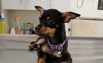 CEVEPET Veterinaria