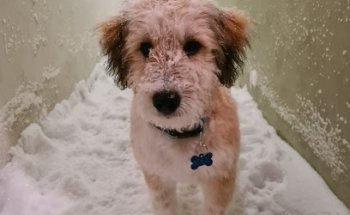 VETPLUS