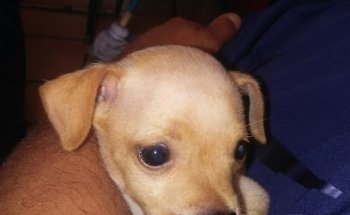 Albores Veterinaria