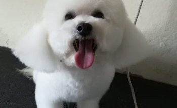 Dogtor