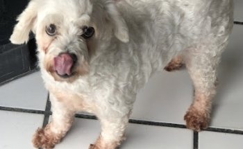 Hope Vet Veterinaria