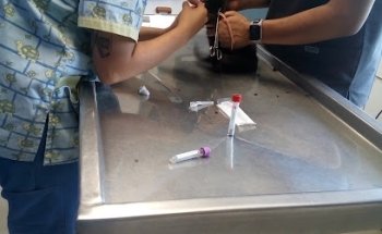 Vacunas y estetica canina