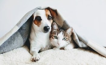 Animal Comfort