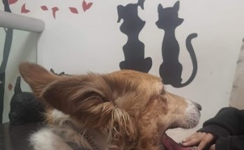 Veterinaria HVAC