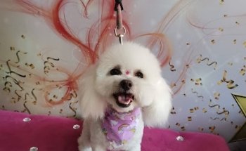 Glamour Pets