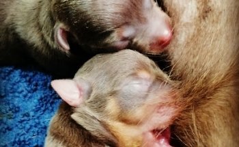 VETERINARIA ALFA
