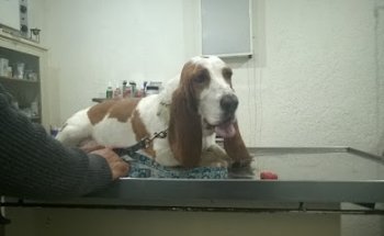Médica Zoo