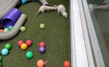 PetXotical