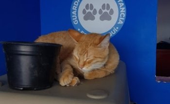 Veterinaria Peluditos