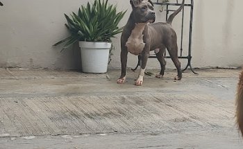 Clínica Veterinaria Joyita