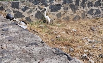 Veterinaria Tlama-yulqui