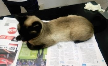Veterinaria Coco