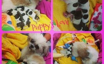 Veterinaria Puppy's Love