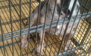Clinica Veterinaria World Tiny Pet's