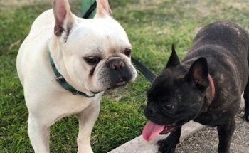 Veterinaria Pet Spa