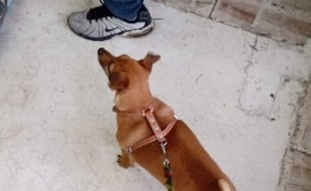 VETERINARIA CENTRAL
