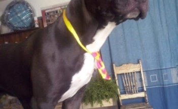 Servicios Veterinarios
