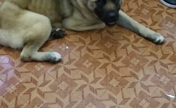 Veterinaria y pensión