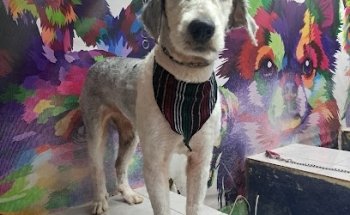 Vet & Pets care