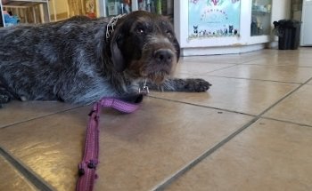Veterinaria PeQ-es