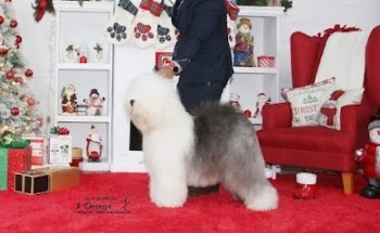 Peludogs & Vet